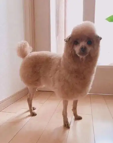 给狗子整了个新造型后,贵宾犬变草泥狗?