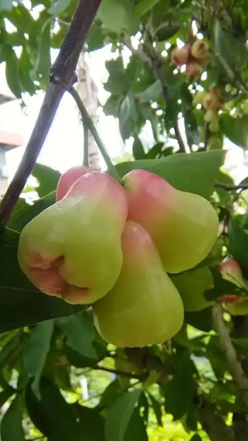 海南到处是莲雾树