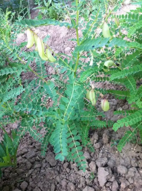 【中药材黄芪的图片】