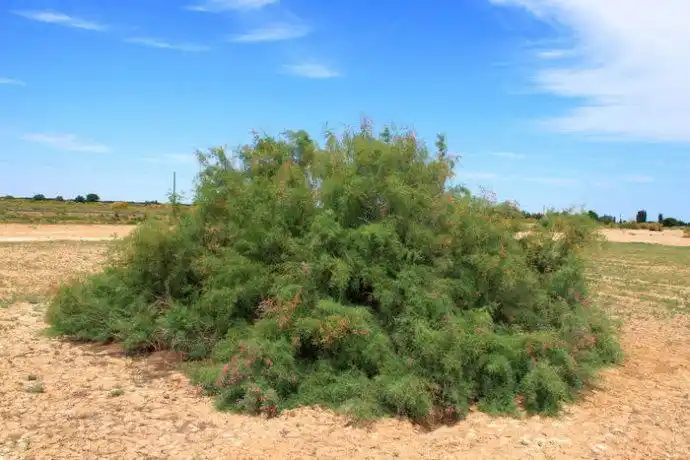 红柳(柽柳科柽柳属植物)_尚可名片