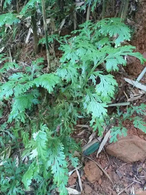野生金龙草,又叫龙鳞草,深绿卷柏,有药用植物还有观赏性