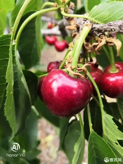 早大果樱桃 乌克兰4号(友谊)脆,甜