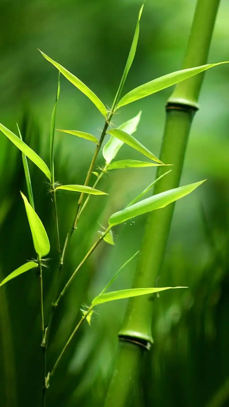 32张非常漂亮的微信7.0.0聊天背景图片大全 也适合做护眼手机壁纸