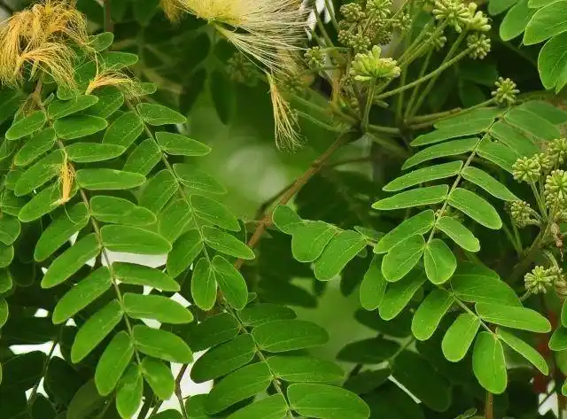 山合欢的小叶片比合欢少,小叶大些,中脉稍偏向一侧"开花复卷叶,艳绝又