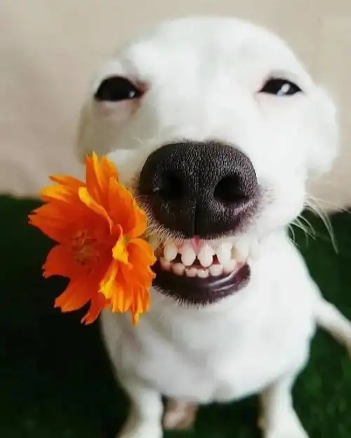 抖音最火的幽默句子趣味十足笑到肚子疼