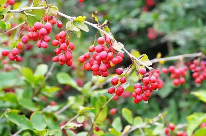 牛奶子提取物/剪子果/甜枣提取物 森冉生物厂家热销
