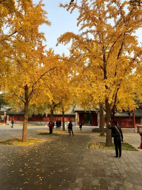雍和宫的银杏