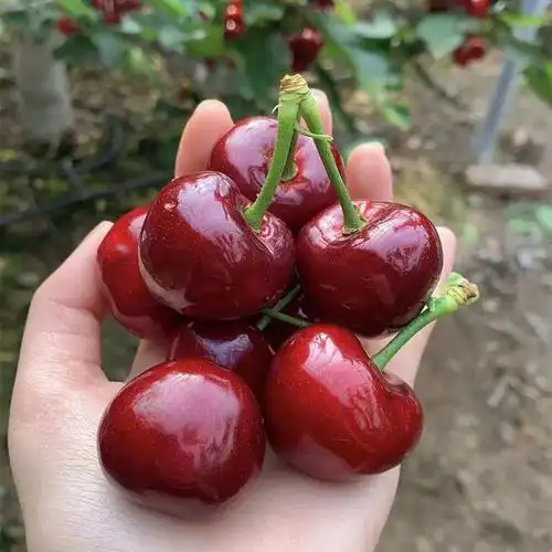 不会看品种买回来的樱桃真难吃