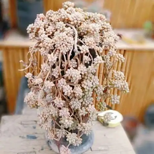 安顺 多肉植物超级老桩(丸叶姬秋丽)瀑布桩,悬崖桩