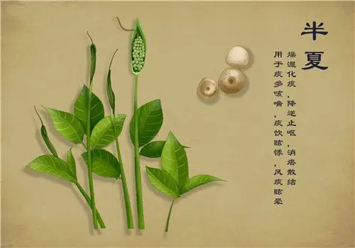 中国风手绘中药半夏