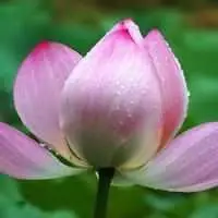 适合五十到六十岁女人的微信头像点击鼠标右键下载