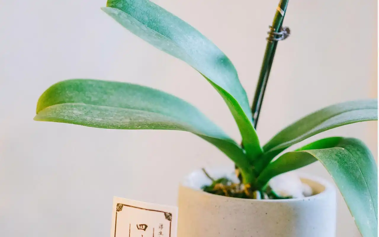 小清新室内静物唯美意境图片桌面壁纸~~为你的桌面换上一张干净清新