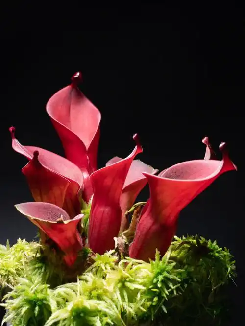 太阳瓶子草食虫植物