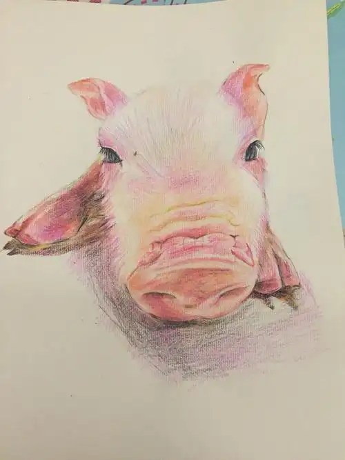 水溶彩铅练习眉清目秀的小猪