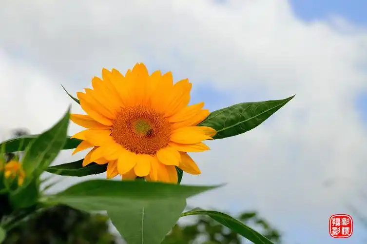 艳阳高照葵花盛开