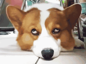 表情凝重,朋友仔细观察后才恍然大悟,自己的柯基可能是在怀疑自