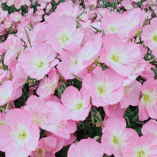 美丽月见草花种子耐寒耐阴秋播室外园林景观花籽四季易种开花不断