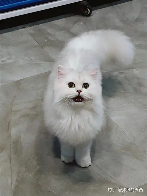 请问我的银渐层长毛猫咪品相如何