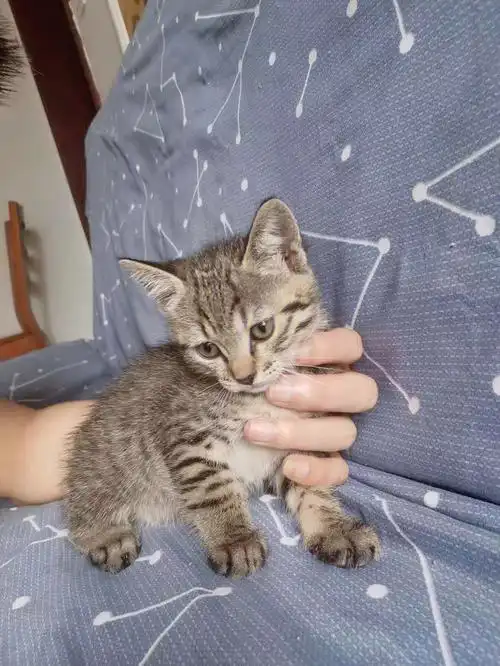 无偿领养狸花猫幼崽