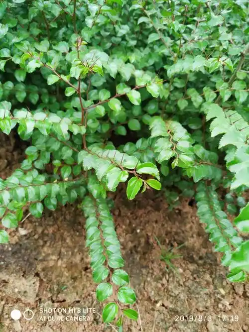 铁篱笆刺根的功效与作用有什么为您解答