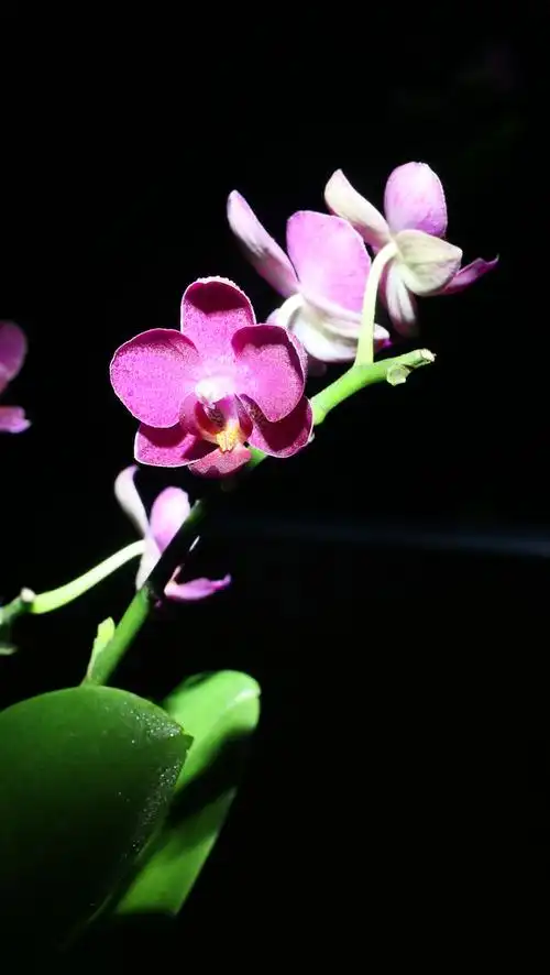 夜兰- 鹏穗cen2日月摄影 - 图虫