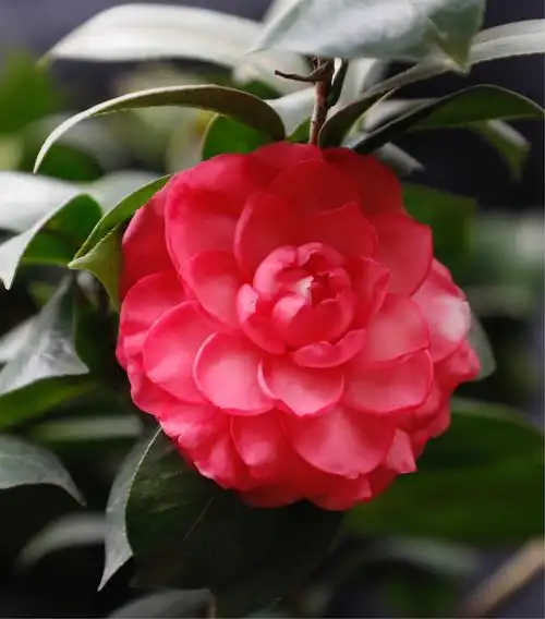 一年一度的佛山植物园山茶花(摄于2019年1月9日)