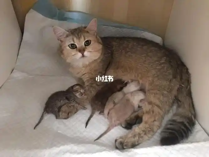 金渐层和银渐层配