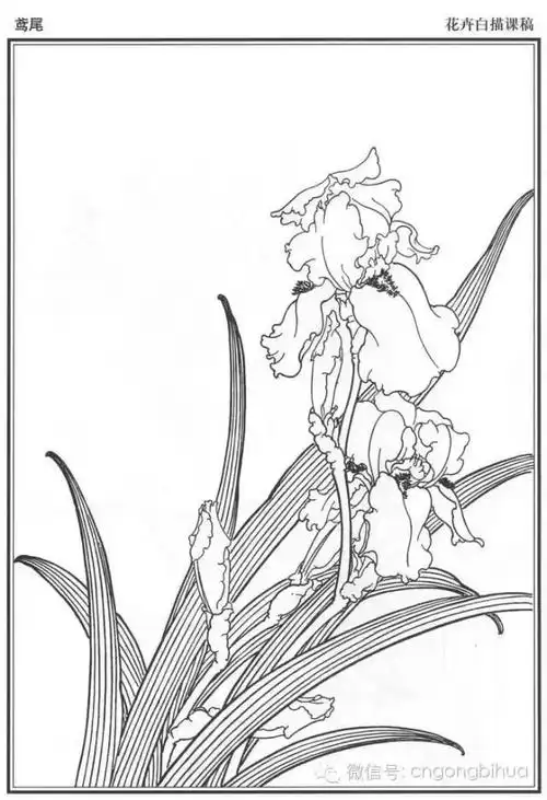 书画鉴赏丨花卉白描底稿