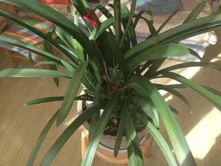 长疯了的细叶君子兰