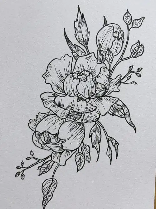 牡丹花 线描练习