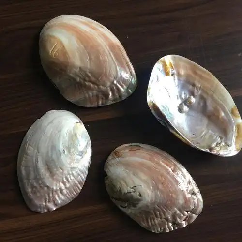 珍珠蚌壳 天然贝壳海螺 地中海鱼缸家居装饰 抛光打磨饰品工艺品