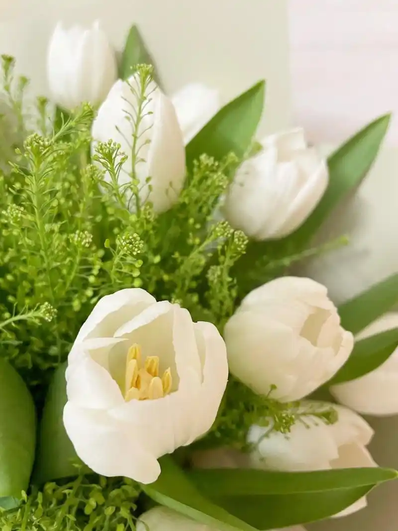 白色郁金香花语|不沾尘埃的浪漫0798