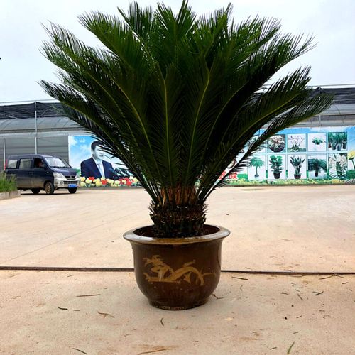 大铁树盆景铁树盆栽室外盆栽四季常青绿植大型铁树苗植物庭院 高杆