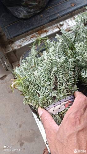 六月霜 鹿茸草,干货,鲜货