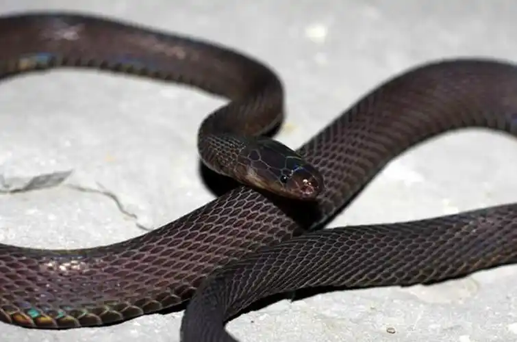 黑脊蛇能咬死人吗