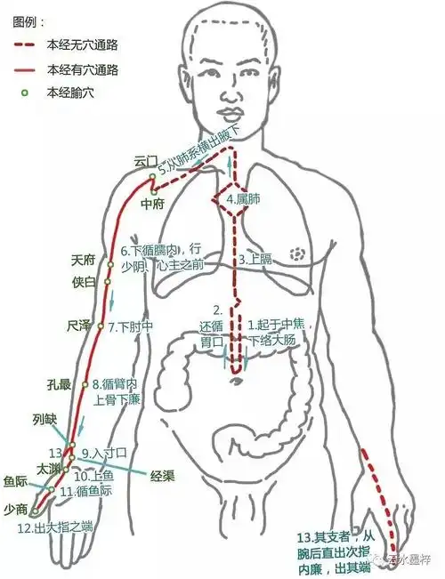 四214经脉手太阴肺经小结