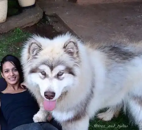 混血汪长大颜值更逆天_狗狗_哈士奇