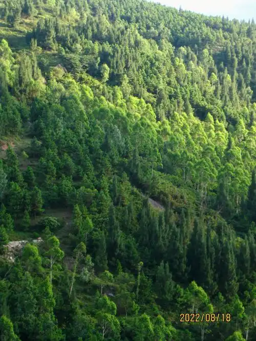 ccd17大自然的绿色渐变