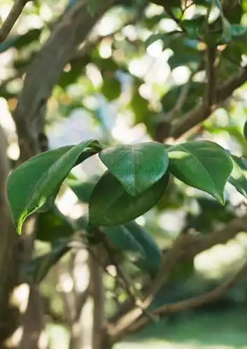 树木,绿色,自然,享受,休闲,嫩叶,景色,放松,生长,成长,自然风光,辛夷