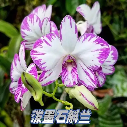 日本泼墨石斛兰