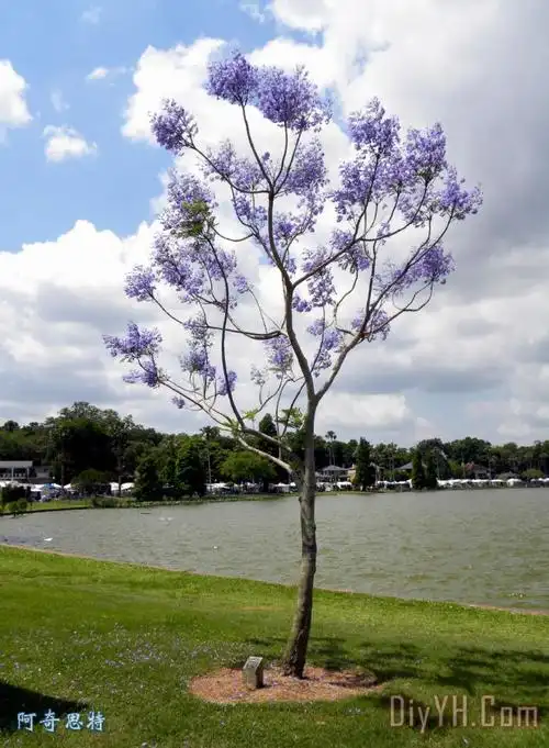 年轻的蓝花楹树装饰画