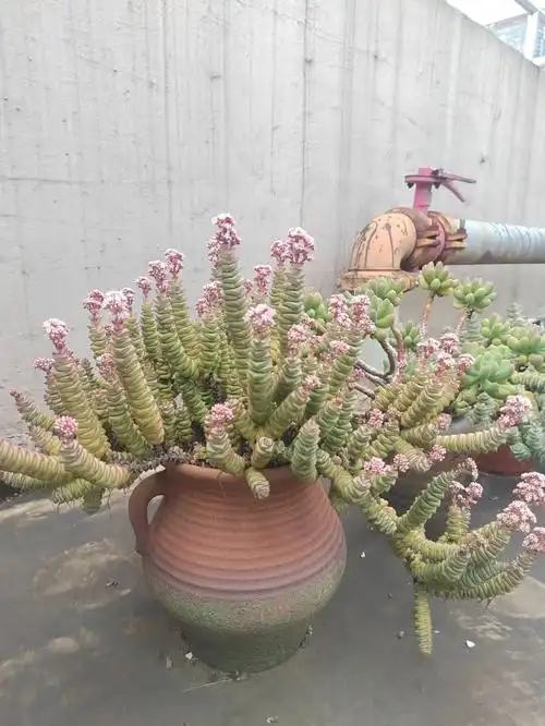 多肉开花要不要剪掉