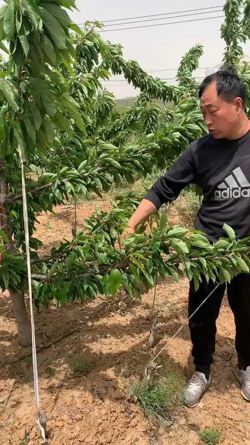 大樱桃树的拉枝时间,每年3月份到10月份就可以-度小视