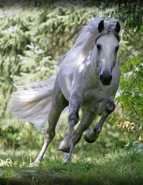 阿拉伯马聪明,活跃及富有耐力.-中国汗血宝马产业协会