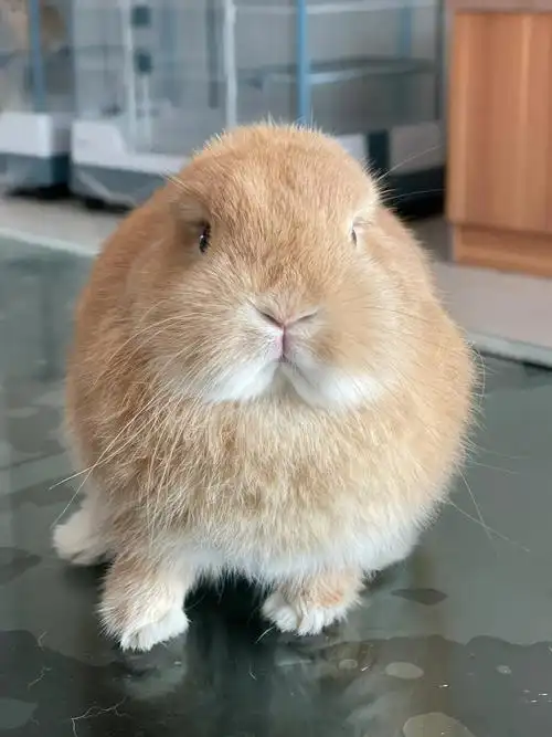 纯种极品侏儒兔可预定