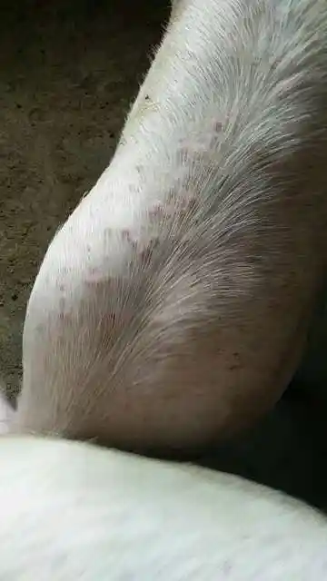 育肥猪:全身红点,吃喝正,常