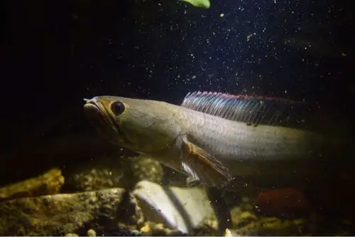 原生缸养南鳢 - 雷龙斗鱼 - cta南美水族 - powered by discuz!