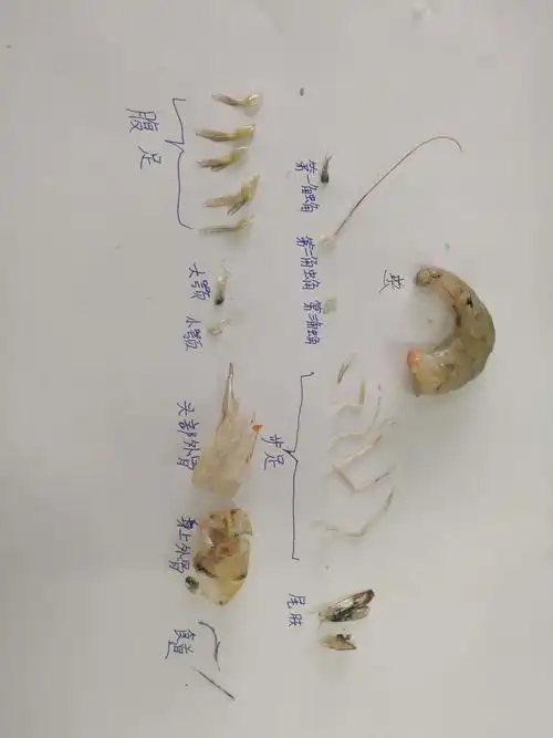 快来认识一下虾的外部结构吧!时轶凡同学做的是最好的最标准的哟