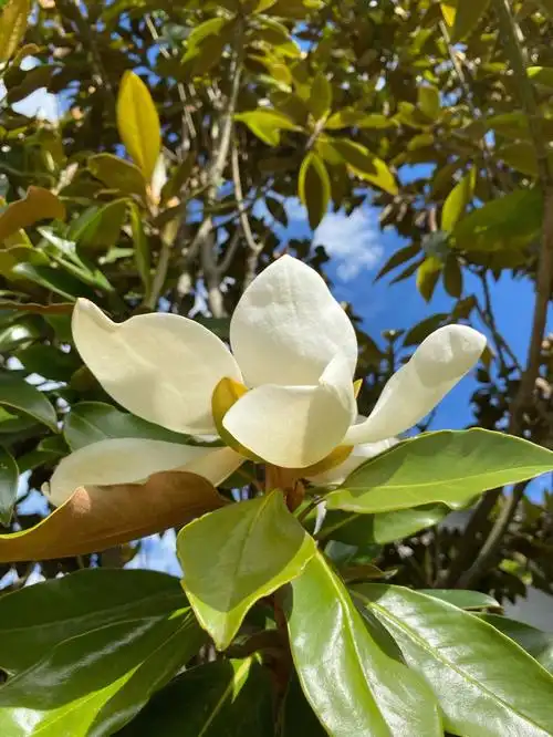 生生不息的荷花玉兰广玉兰
