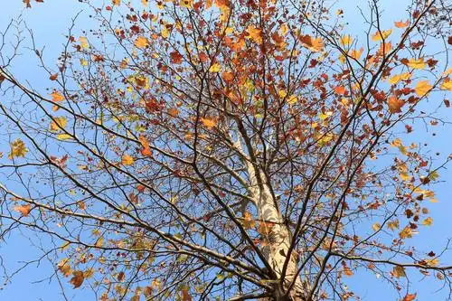 【套图】初冬蓝天的法国梧桐树-蜂鸟网